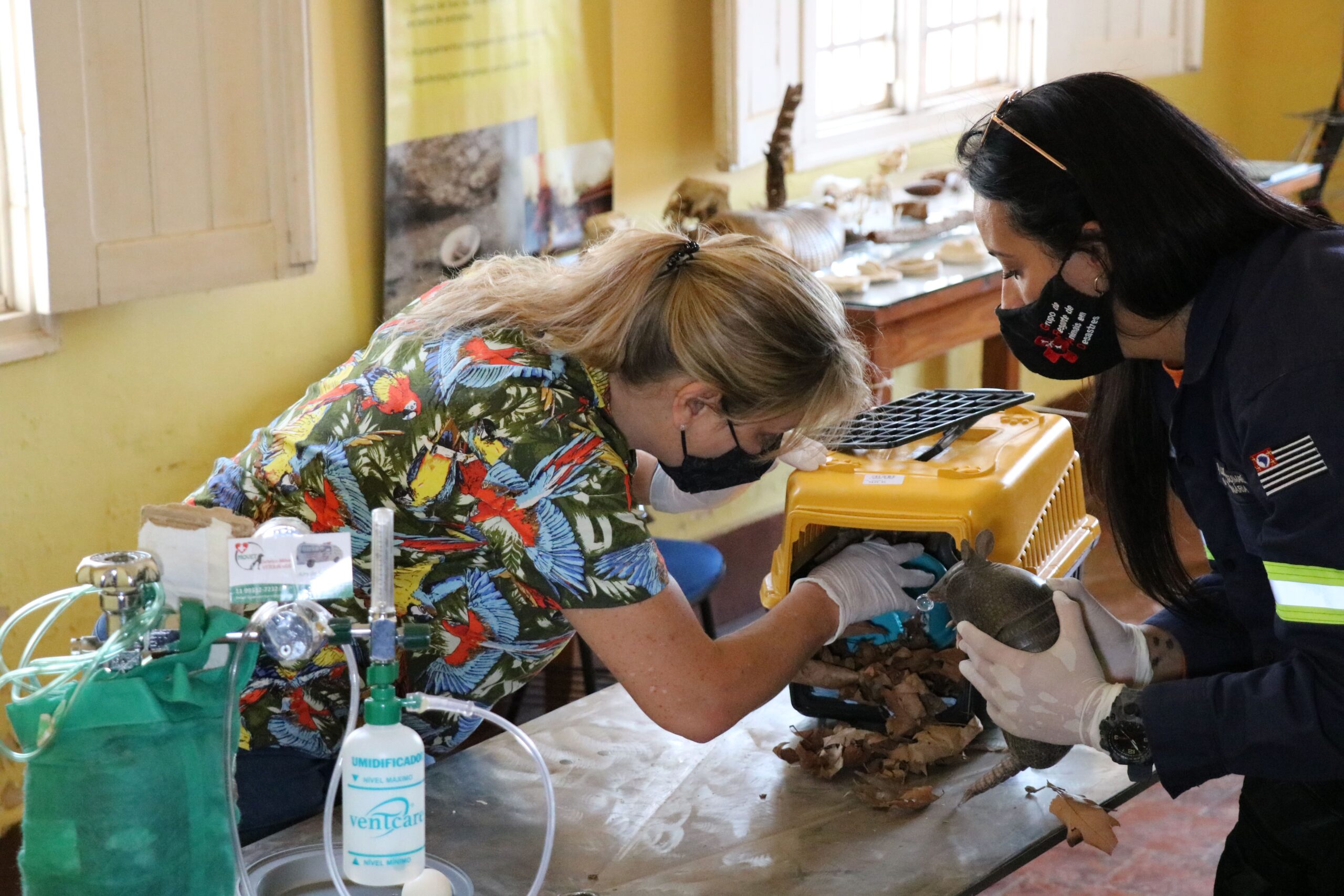 Médicas-veterinárias tratam de um tatu mirim resgatado. Uma delas segura o animal e outra arruma a caixa de transporte com folhas para abrigá-lo