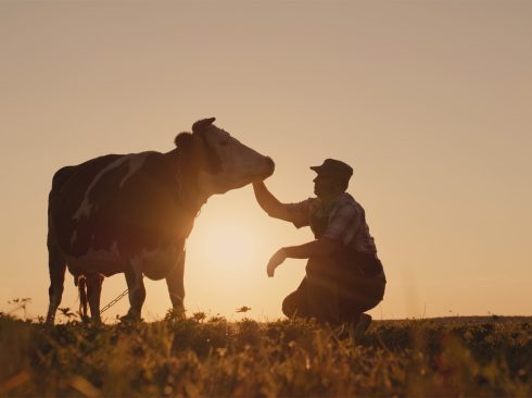 A Imagem mostra um homem ao lado de uma vaca leiteira, em gesto de respeito.