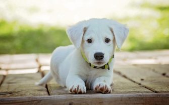 A foto mostra um cão branco. Ele está no chão, de frente. Ao fundo, há vegetação verde, desfocada.