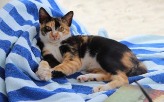 Gato com manchas brancas, amarelas e pretas deitado em uma cadeira de praia coberta com toalha em tons de azul